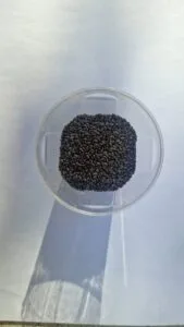 Black basil seeds in clear dish clean and sharp — EVEC microgreens methodology