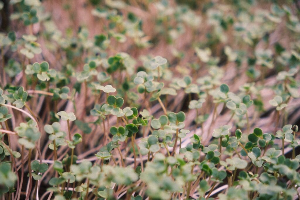 Close-up canopy of broccoli-family microgreens, one of the crops studied in the microgreens research papers archived on this page