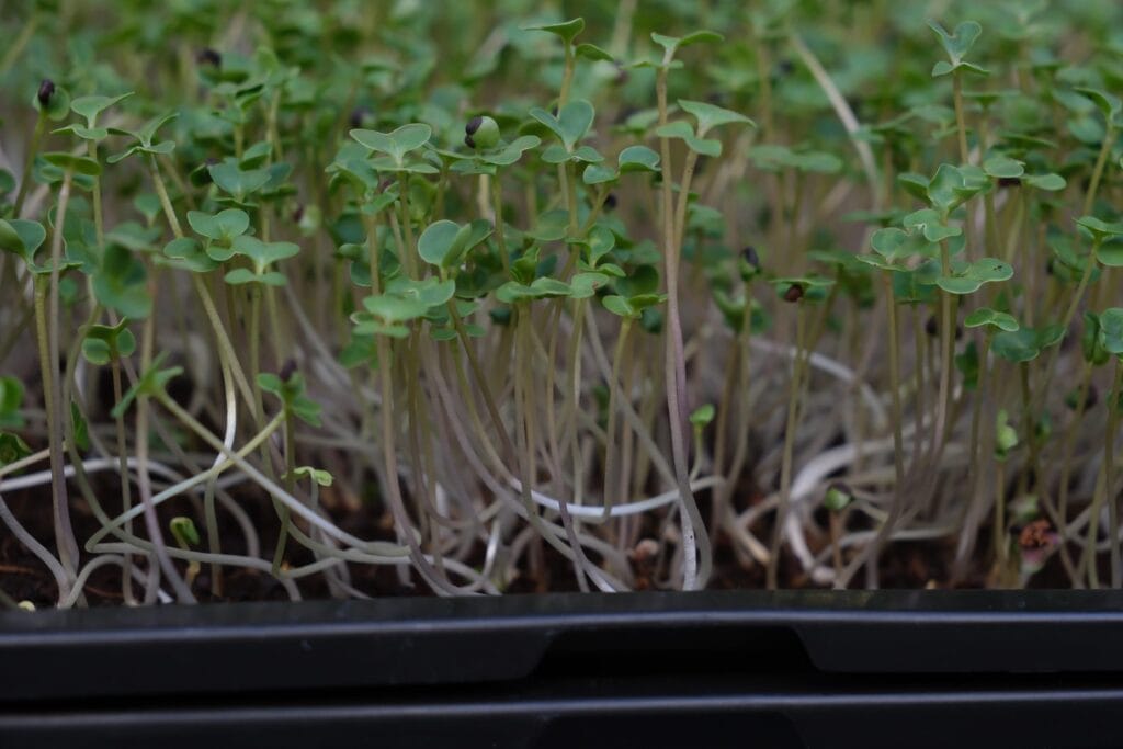 Eye-level view of a tray of brassica microgreens with pale stems, green seed leaves and dark seed hulls