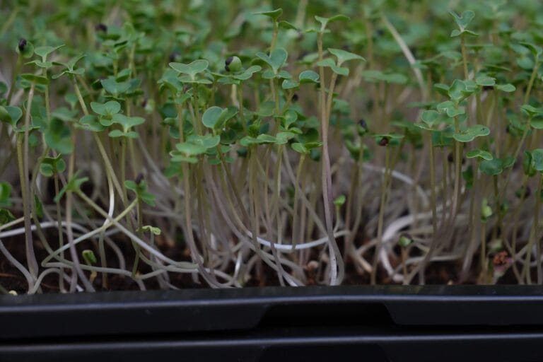 Brassica microgreens germination stage — EVEC microgreens methodology