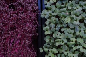 Cress and radish trays overhead — EVEC microgreens methodology