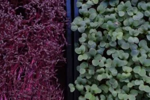 Cress and radish trays overhead — EVEC microgreens methodology
