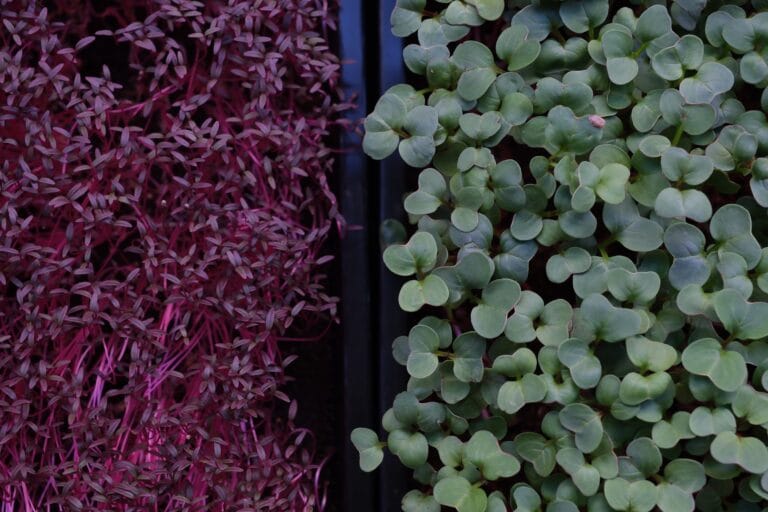 Cress and radish trays overhead — EVEC microgreens methodology