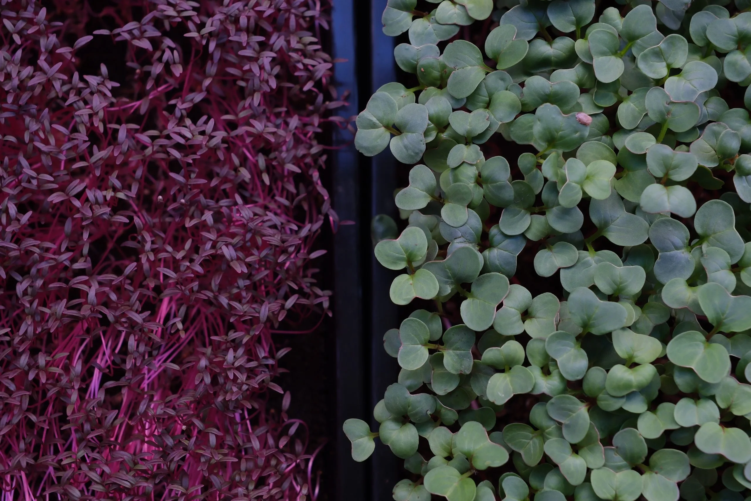 Cress and radish trays overhead — EVEC microgreens methodology