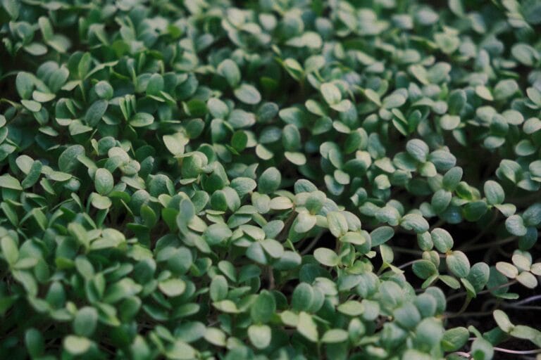 Dense clover like green microgreens carpet slightly flat vin — EVEC microgreens methodology
