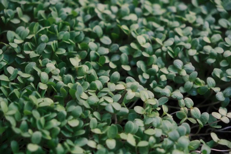 Fenugreek microgreens: everything you need to know to grow them