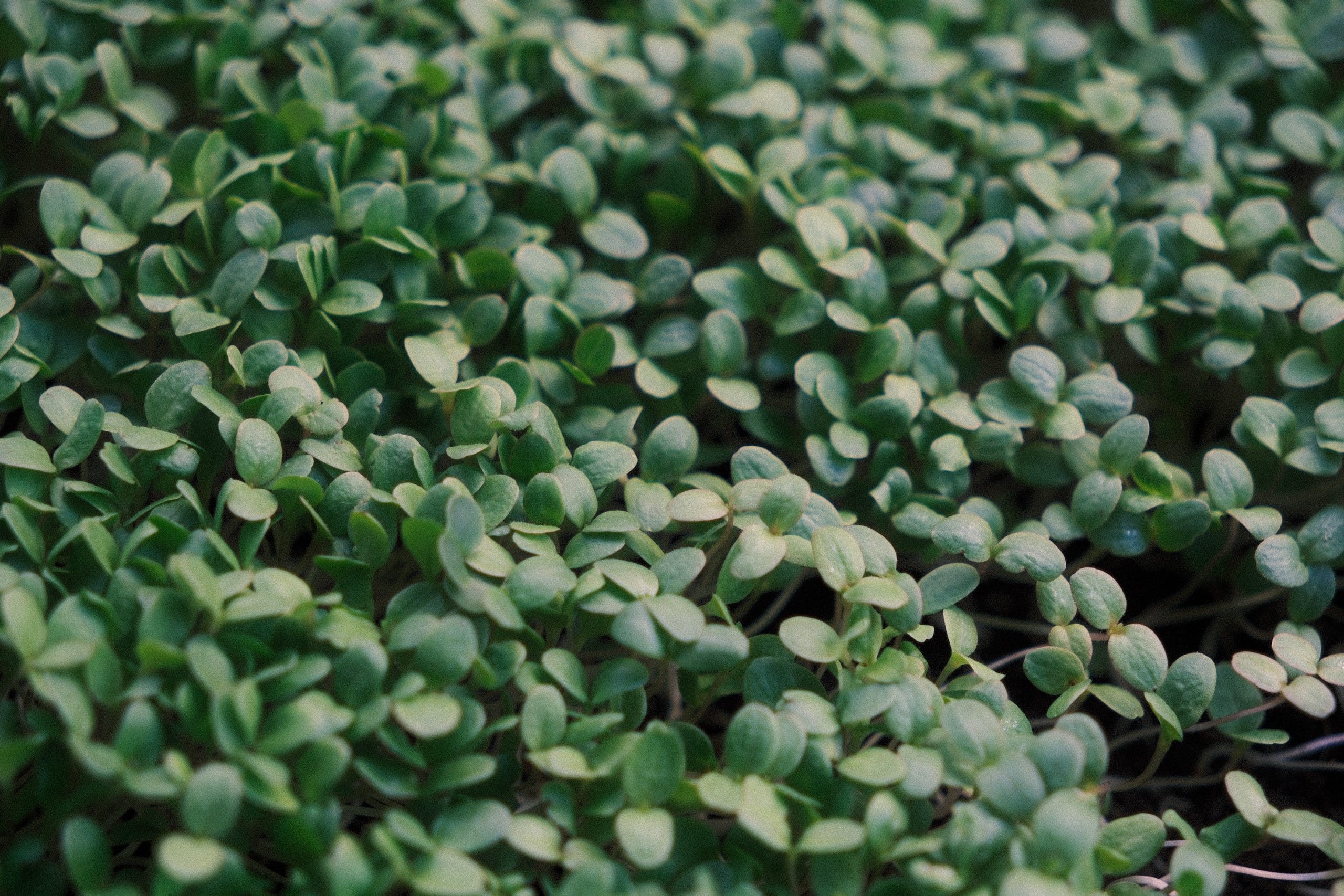 Fenugreek microgreens: everything you need to know to grow them