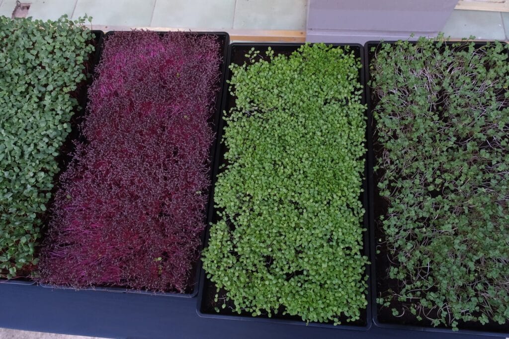 Four trays of microgreens seen from above — the simple tray setup used to grow microgreens at home