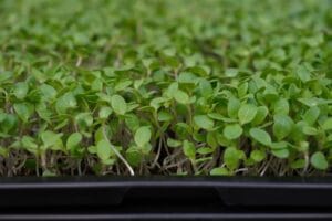 Green microgreens tray eye level — EVEC microgreens methodology