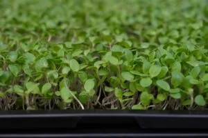 Green microgreens tray eye level — EVEC microgreens methodology