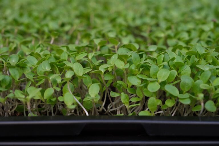 Green microgreens tray eye level — EVEC microgreens methodology