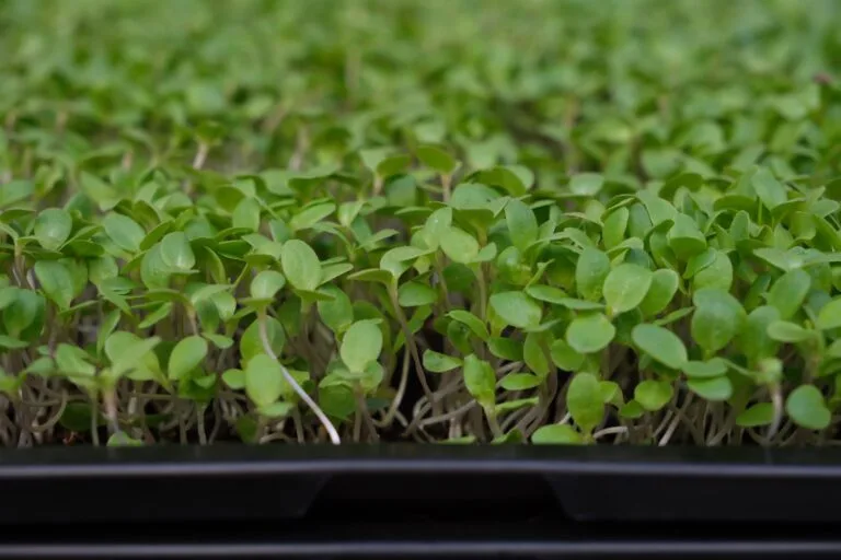Green microgreens tray eye level — EVEC microgreens methodology