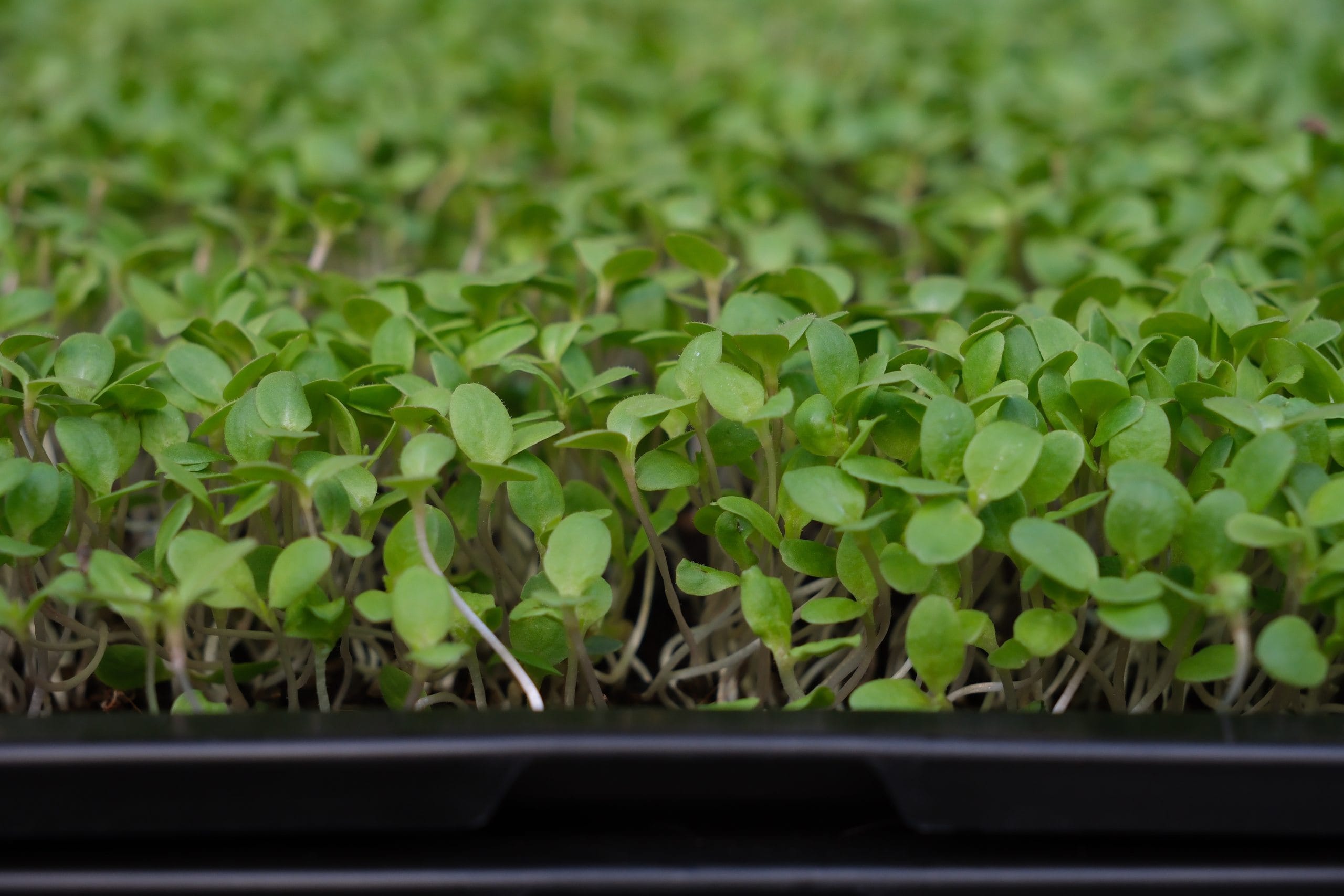 Green microgreens tray eye level — EVEC microgreens methodology