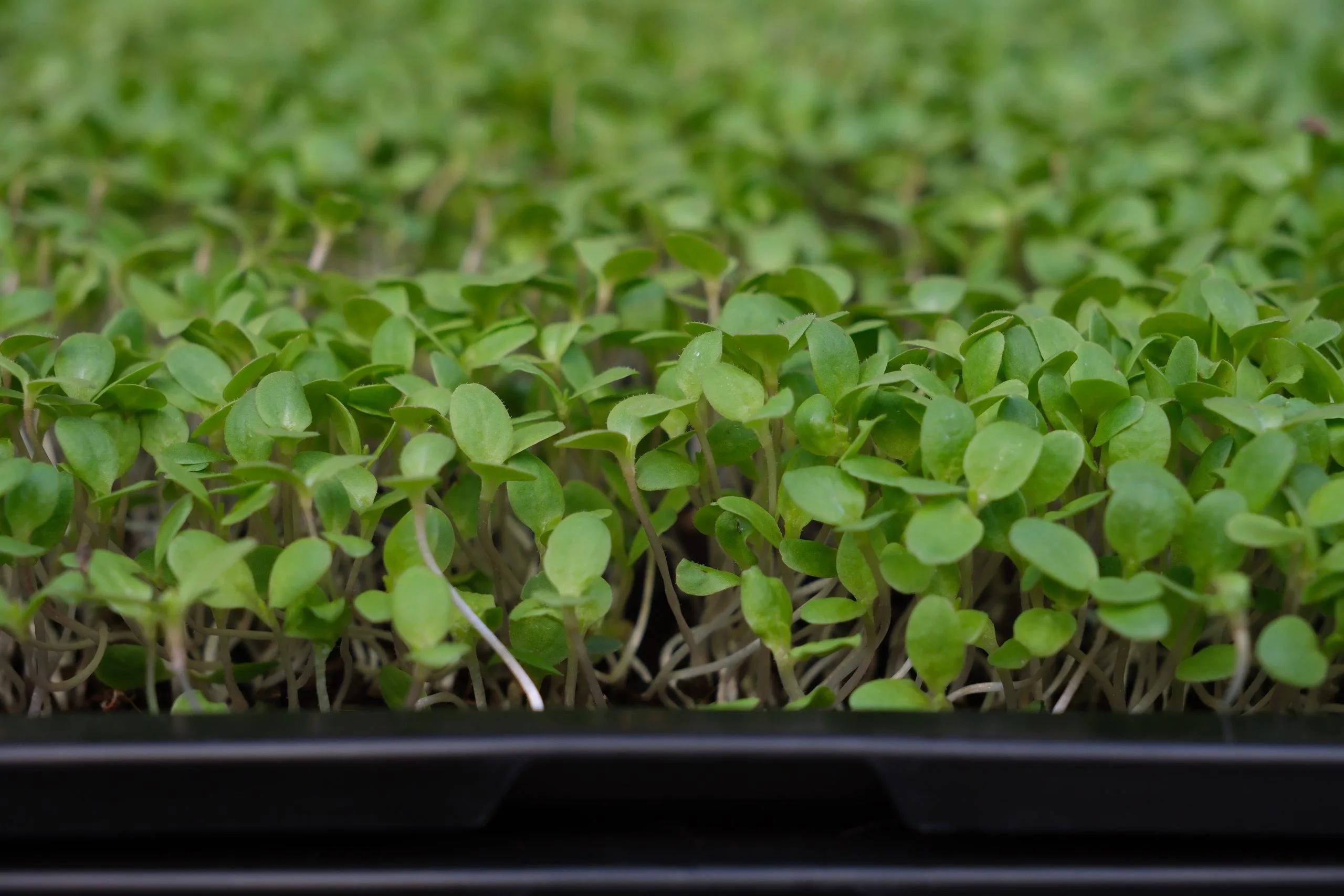 Green microgreens tray eye level — EVEC microgreens methodology