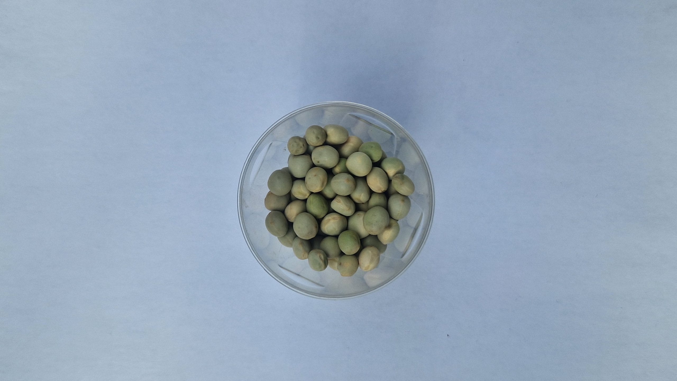 Chickpea microgreens: everything you need to know to grow them