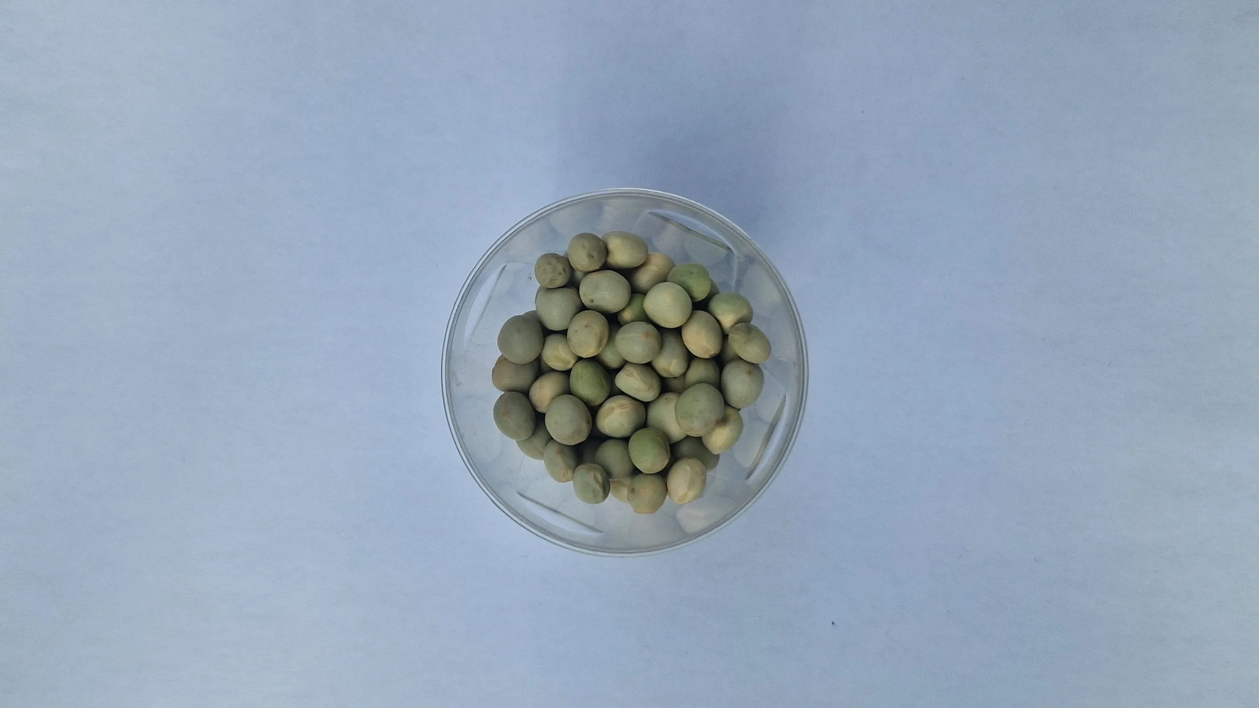 Green pea seeds in small dish soft even light — EVEC microgreens methodology