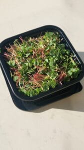 Harvested radish microgreens box — EVEC microgreens methodology