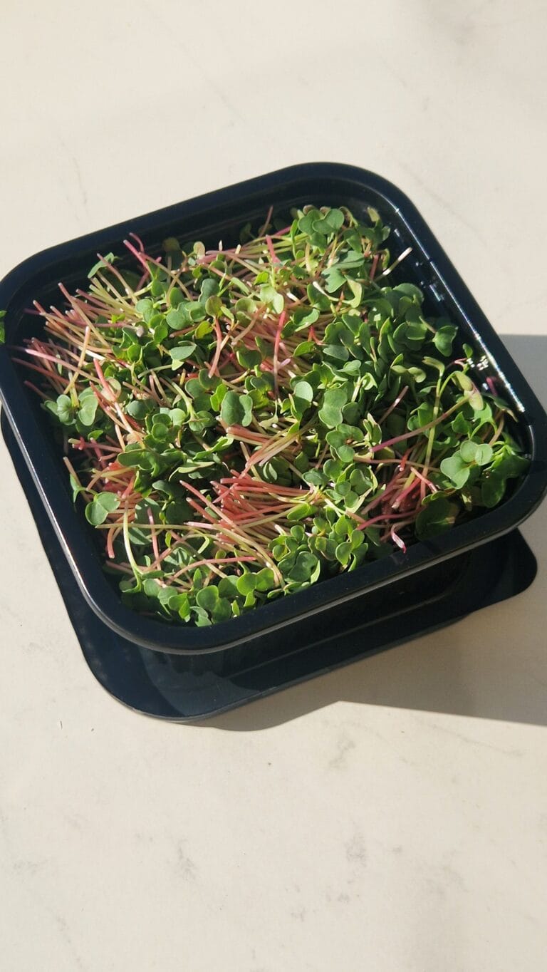 Harvested radish microgreens box — EVEC microgreens methodology