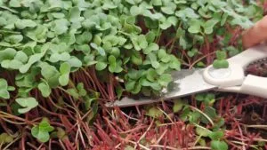 Harvesting radish microgreens scissors — EVEC microgreens methodology
