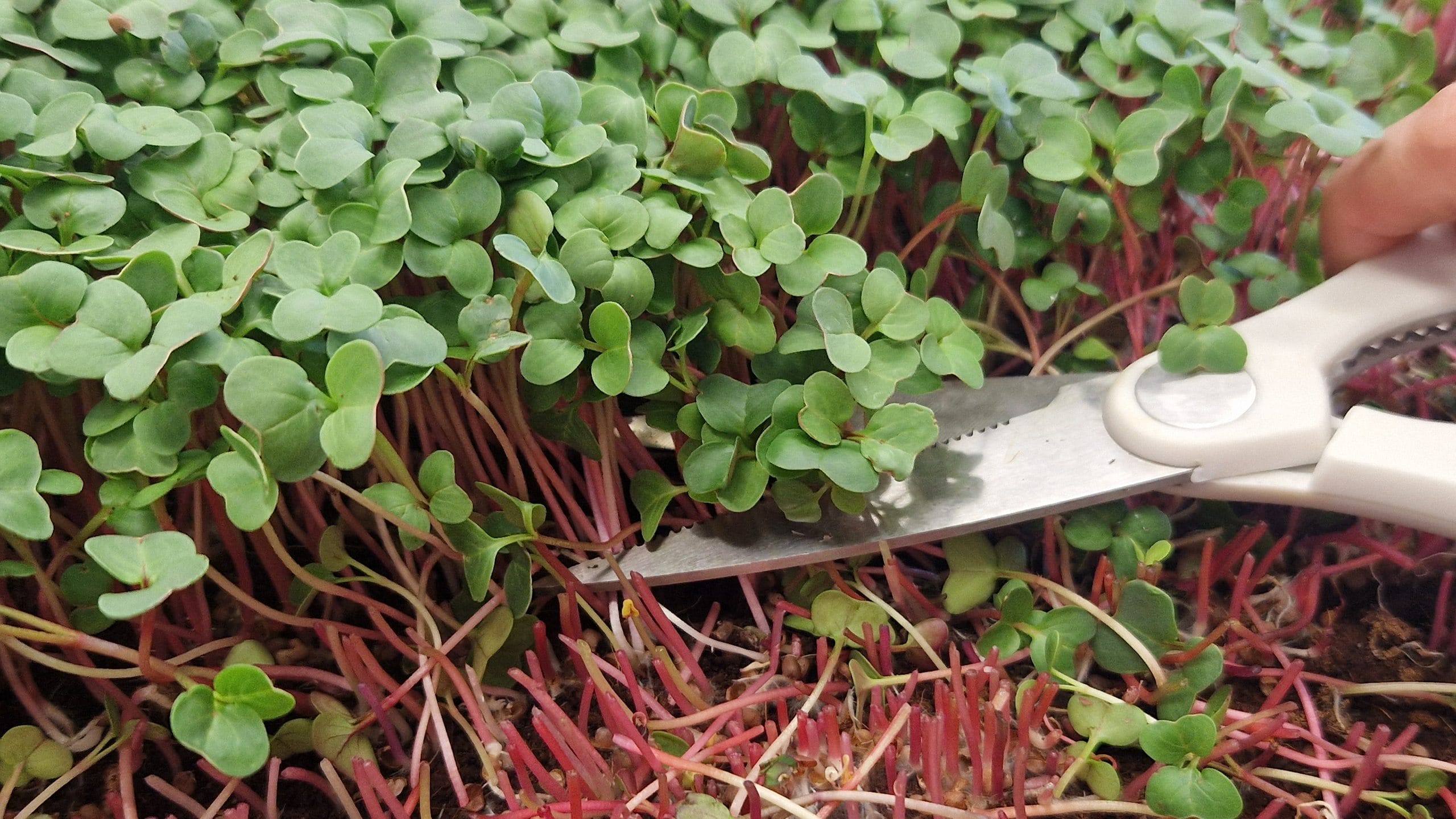 Harvesting radish microgreens with scissors