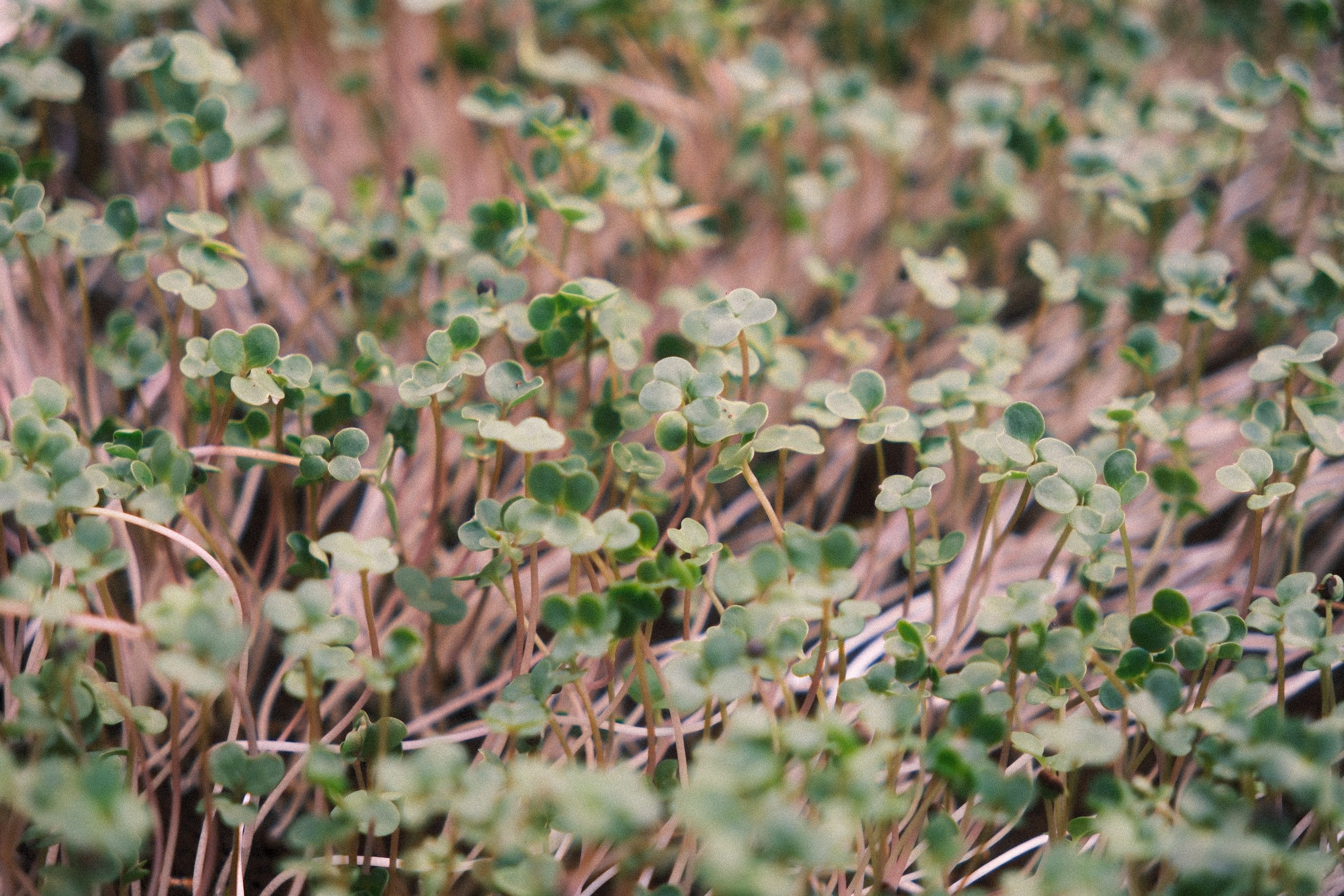 Beetroot (beet) microgreens: everything you need to know to grow them