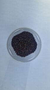Mustard seeds close up in dish good texture detail — EVEC microgreens methodology