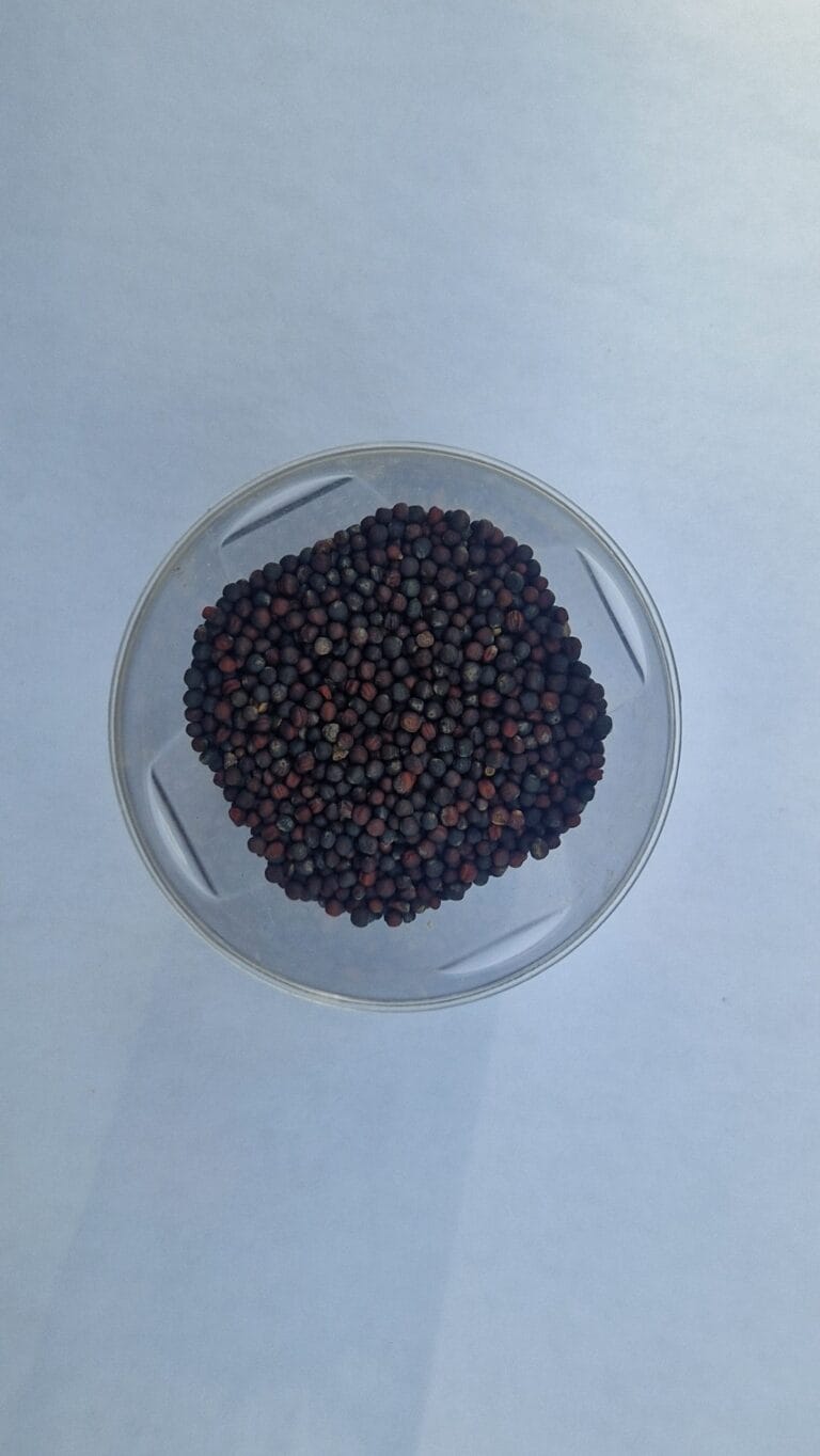 Mustard seeds close up in dish good texture detail — EVEC microgreens methodology