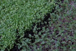Overhead diagonal of two adjacent trays green and sparse pur — EVEC microgreens methodology