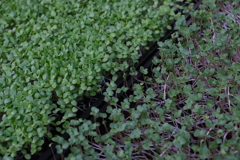 Overhead diagonal of two adjacent trays green and sparse pur — EVEC microgreens methodology