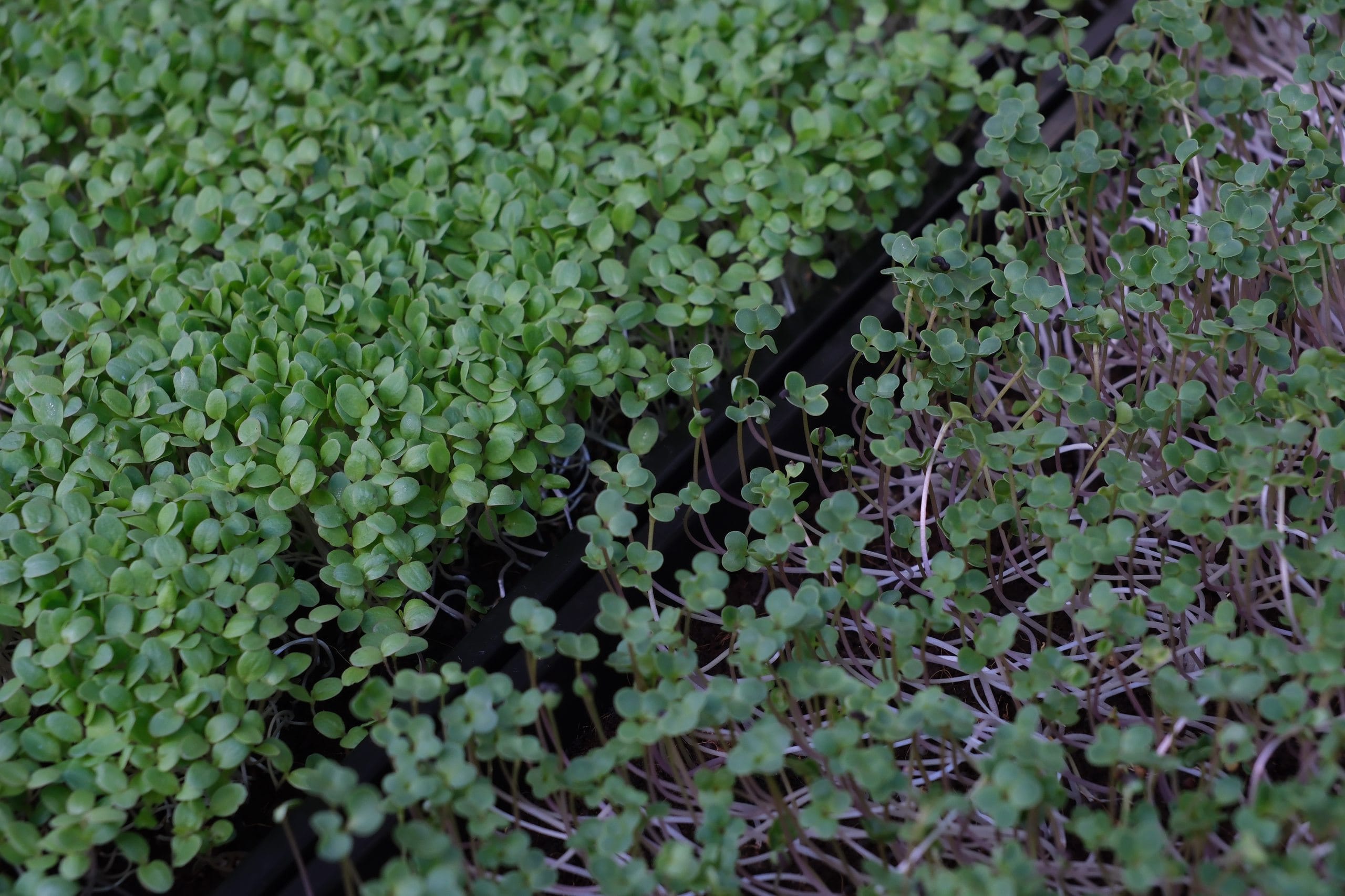 Coriander (cilantro) microgreens: everything you need to know to grow them