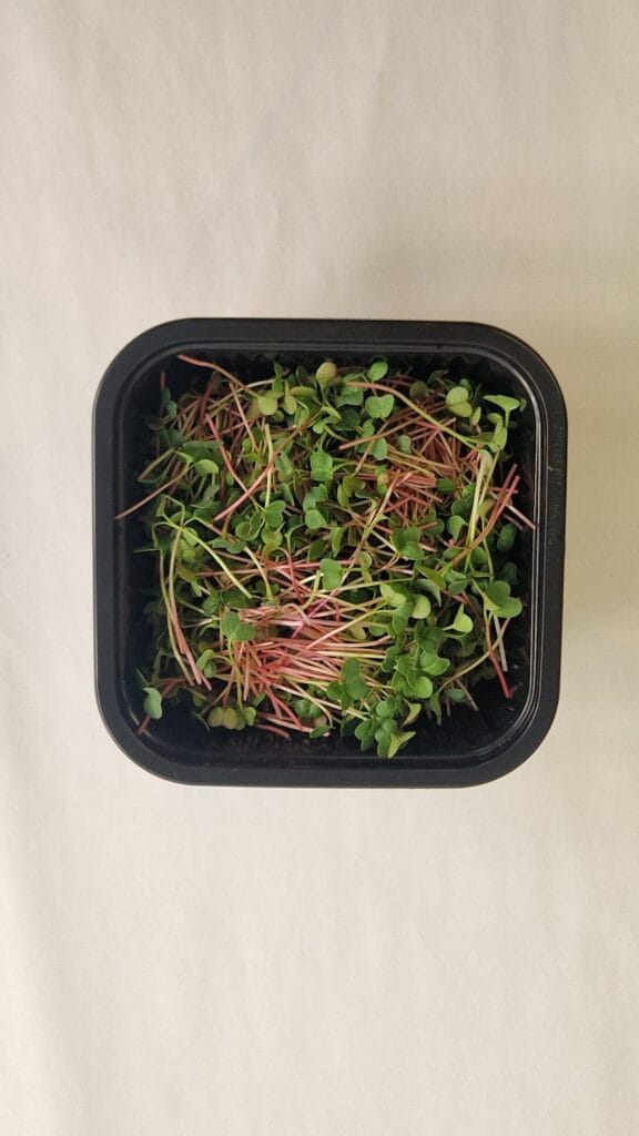 Overhead view of harvested radish microgreens with pink stems in a black square food container on a cream backdrop