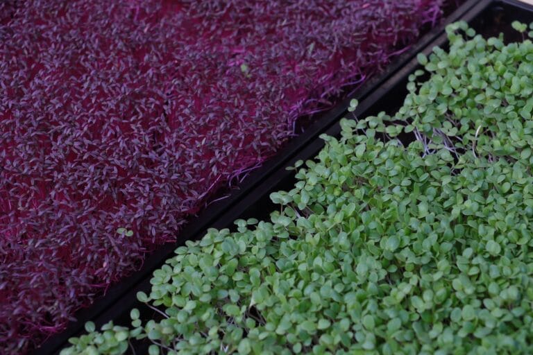 Trays of red amaranth and green microgreens in the Athens growing space
