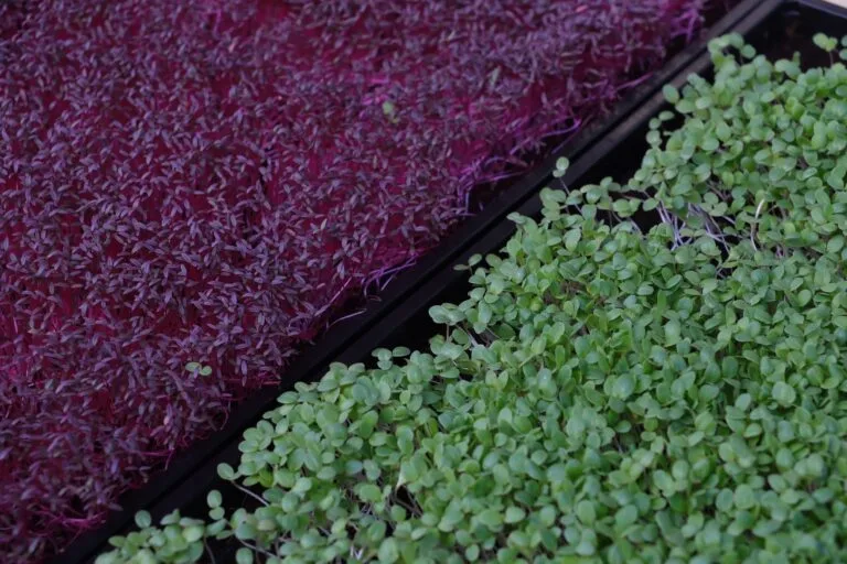 Trays of red amaranth and green microgreens in the Athens growing space — the shared starting point for these microgreens project ideas