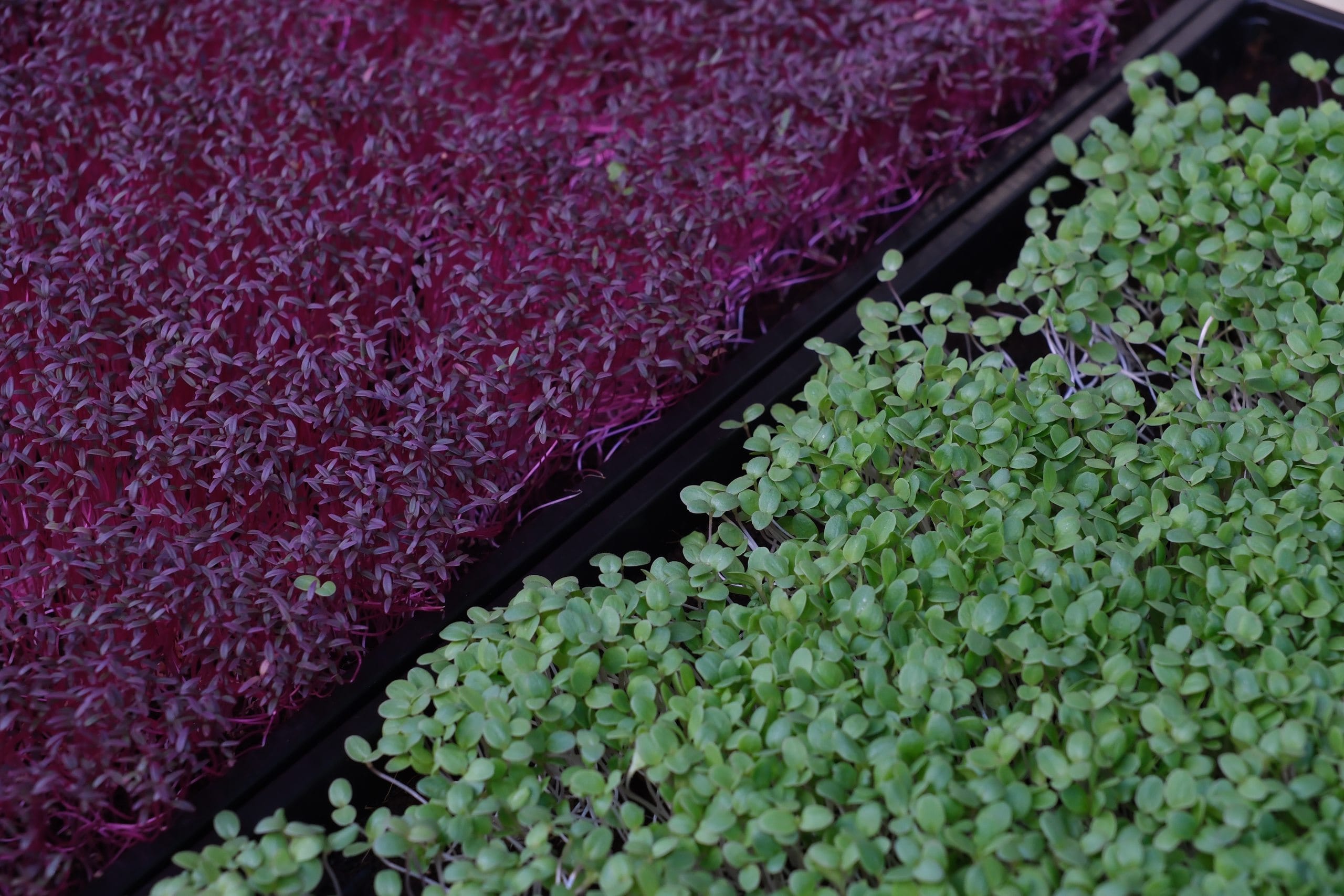 Trays of red amaranth and green microgreens in the Athens growing space