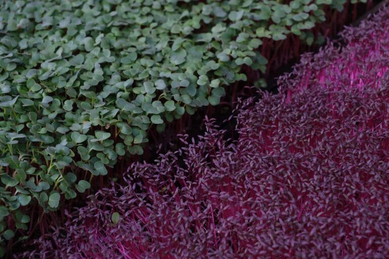 Radish and magenta cress microgreens — EVEC microgreens methodology