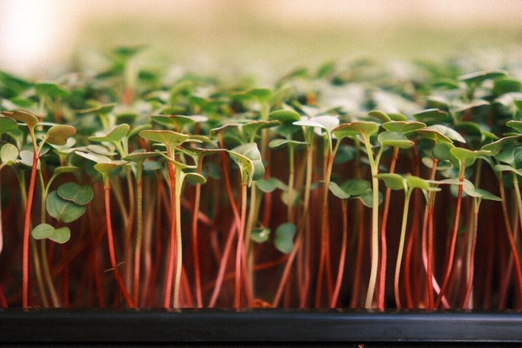 Close-up of radish microgreens with deep red stems and rounded green cotyledons, one of the sharp-tasting Brassicaceae species