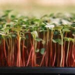 Radish microgreens red stems closeup — EVEC microgreens methodology