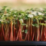 Radish microgreens red stems closeup — EVEC microgreens methodology