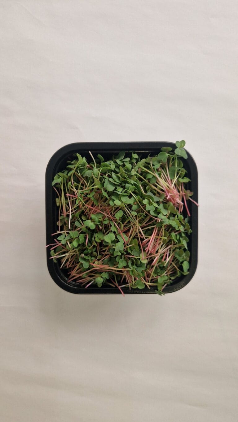 Radish mix microgreens tub topdown — EVEC microgreens methodology