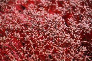 Red amaranth microgreens texture — EVEC microgreens methodology