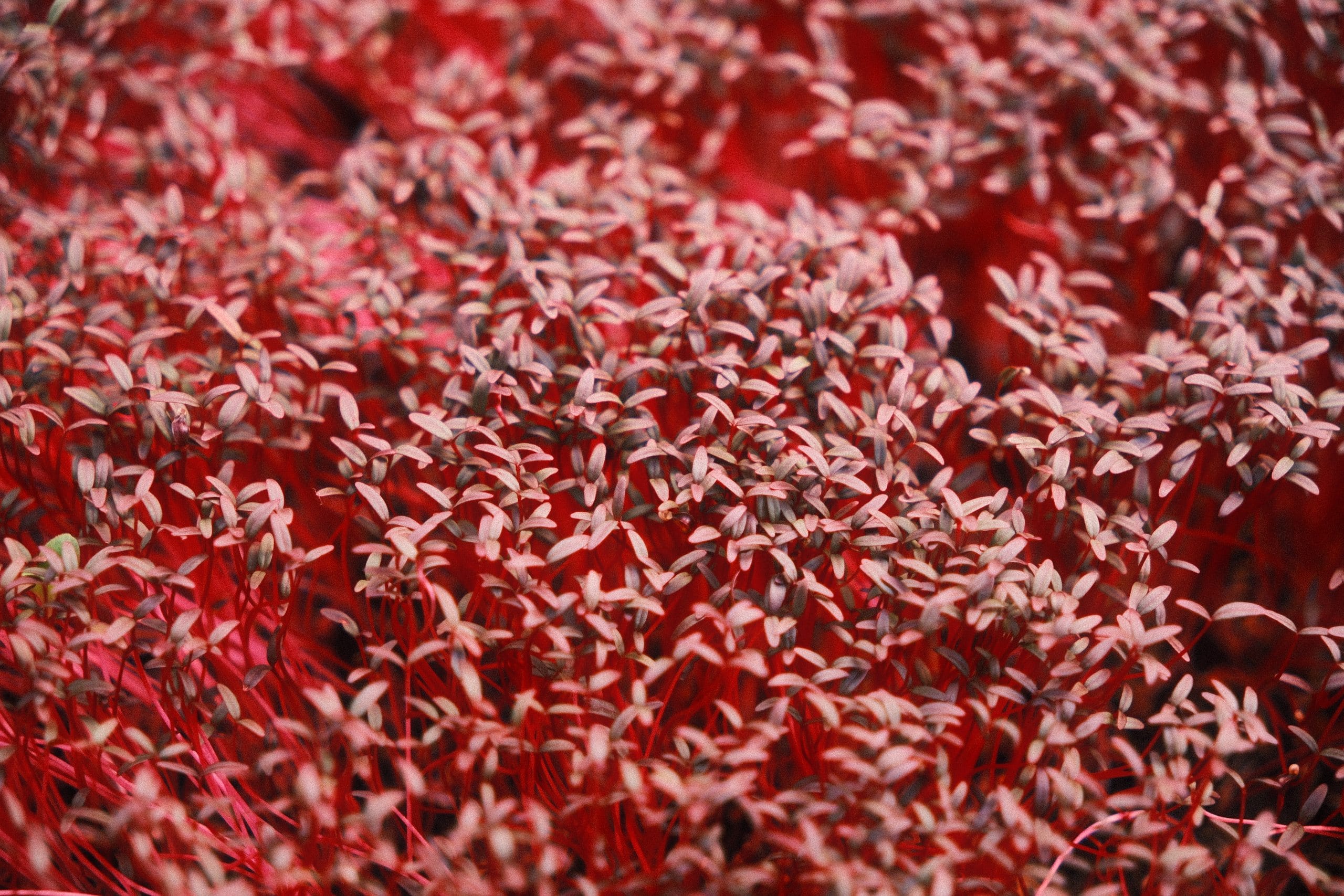 A touch of color: how to grow red amaranth microgreens