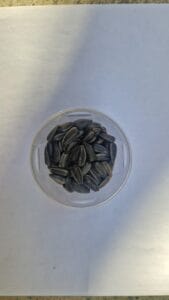 Top down cup of black sunflower seeds on white background — EVEC microgreens methodology