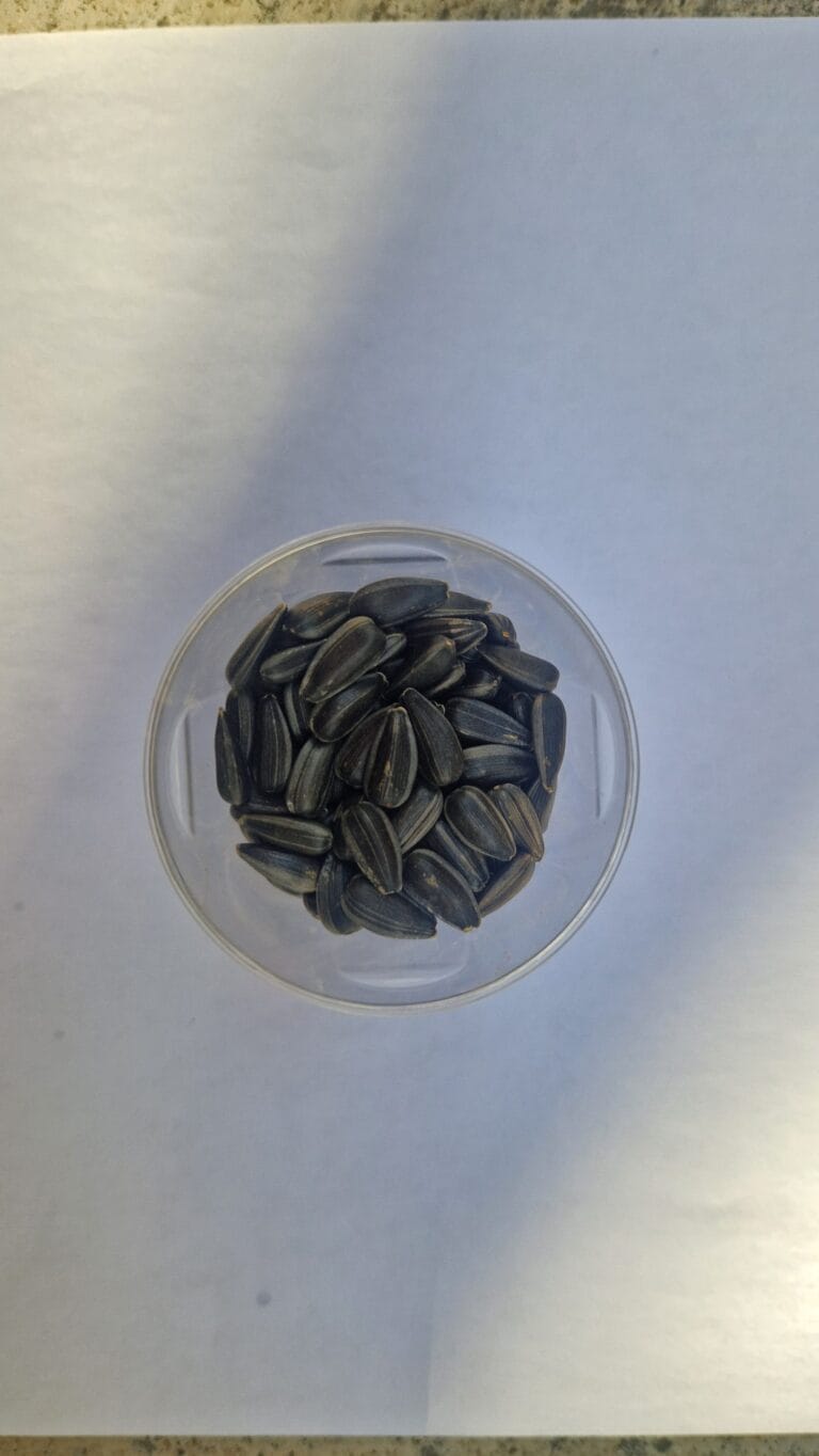 Top down cup of black sunflower seeds on white background — EVEC microgreens methodology