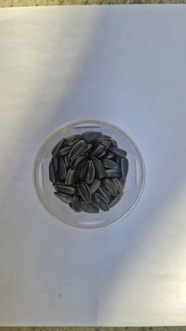 Sunflower microgreens: everything you need to know to grow them