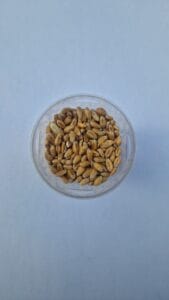 Top down cup of wheat grains clean pale background — EVEC microgreens methodology