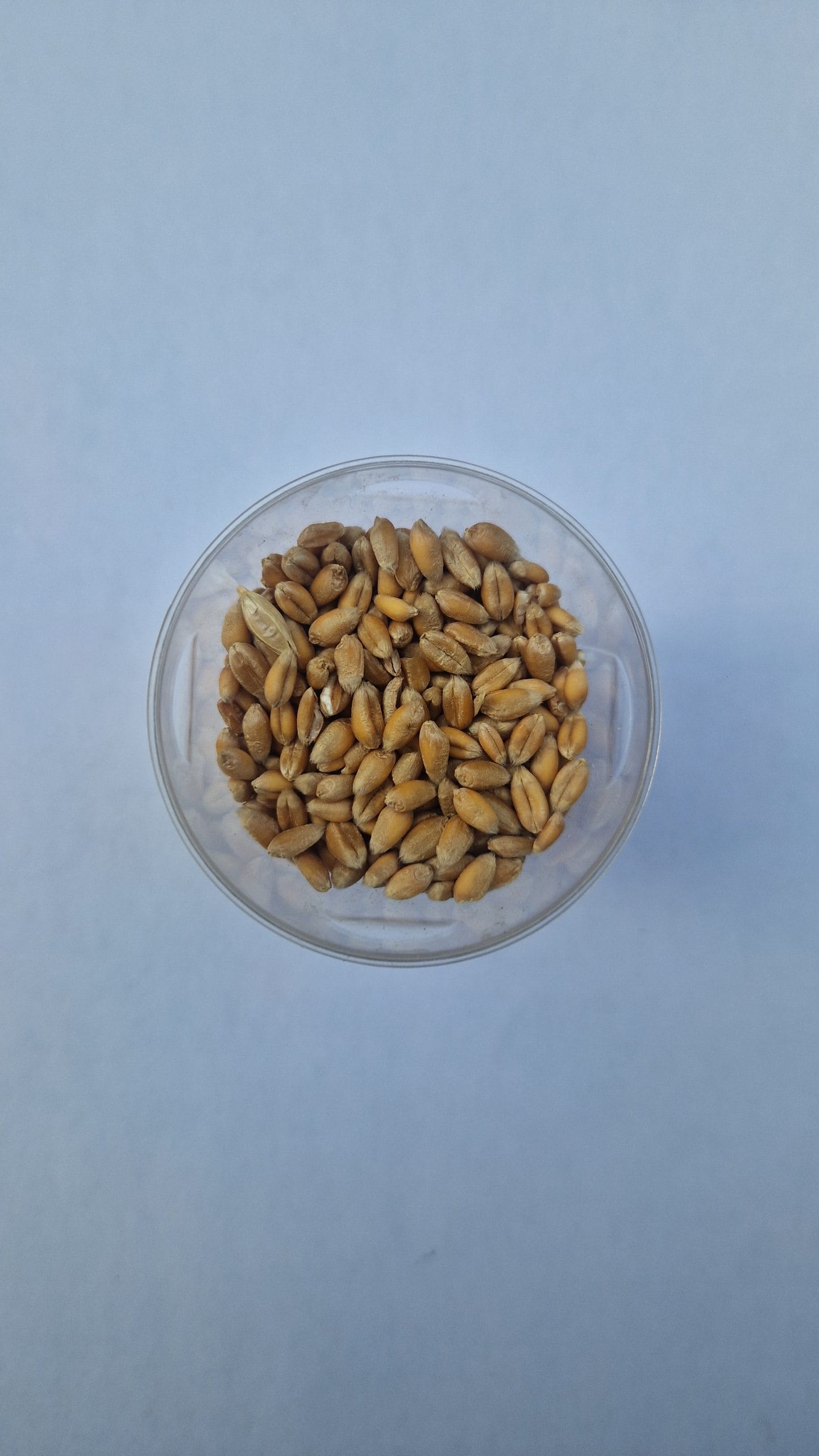 Barley microgreens